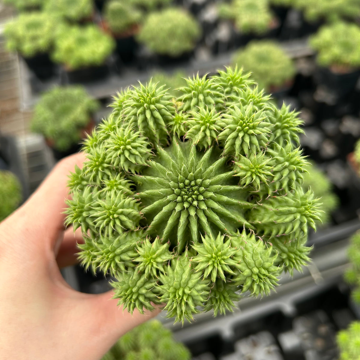 Euphorbia susannae - BotanicalCollector
