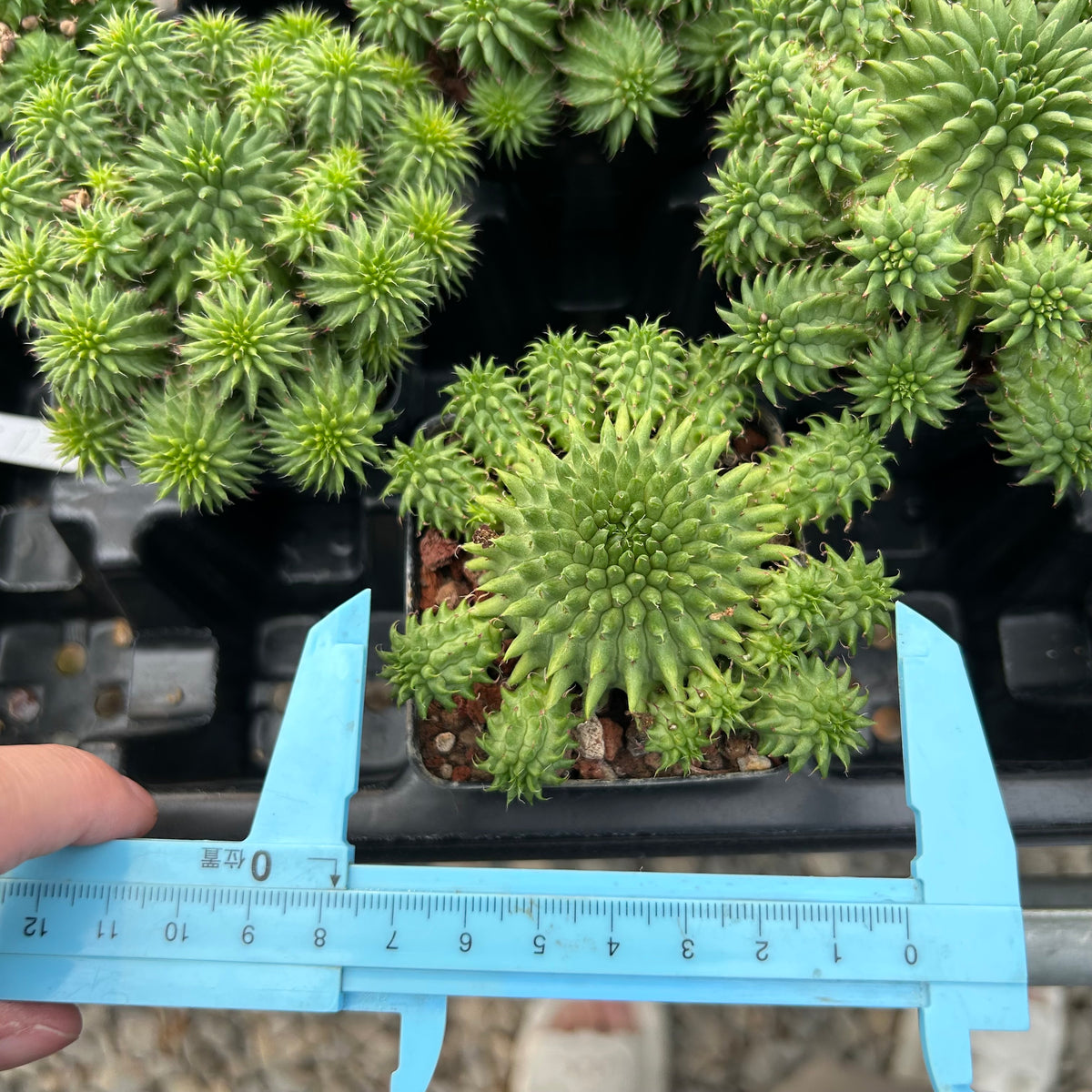 Euphorbia susannae - BotanicalCollector