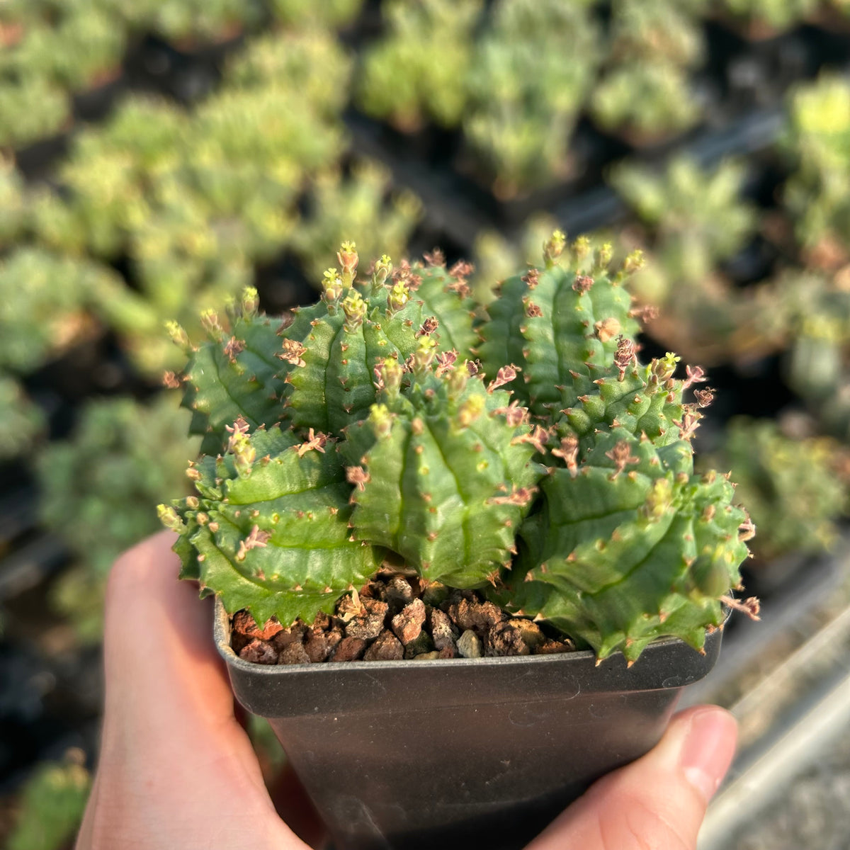 Euphorbia tubiglans hybrid - BotanicalCollector