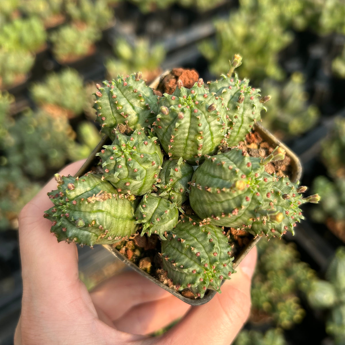 Euphorbia tubiglans hybrid - BotanicalCollector