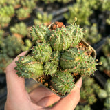 Euphorbia tubiglans hybrid - BotanicalCollector