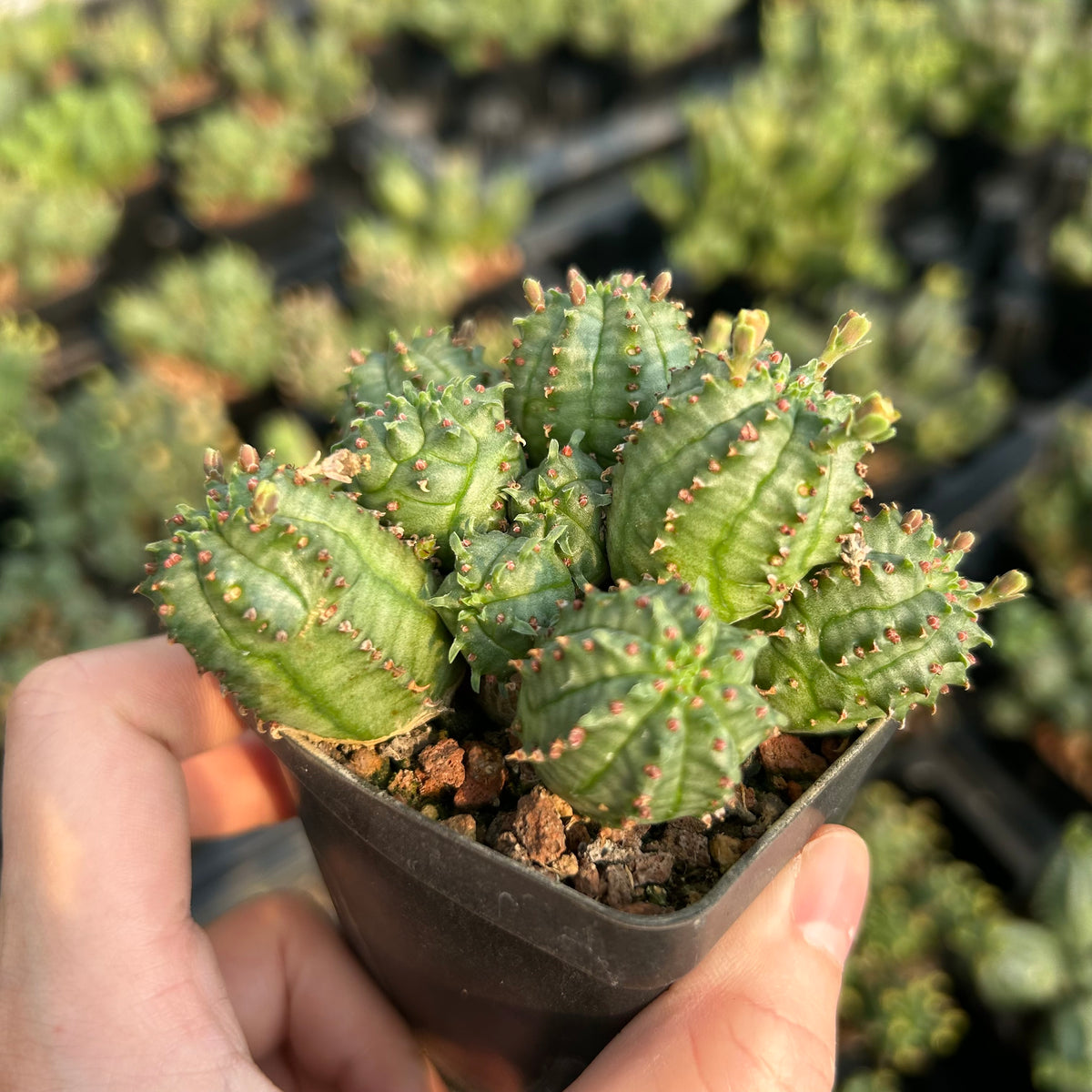 Euphorbia tubiglans hybrid - BotanicalCollector