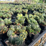 Euphorbia tubiglans hybrid - BotanicalCollector