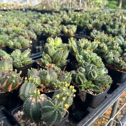 Euphorbia tubiglans hybrid| Seed-grown | W6-7CM