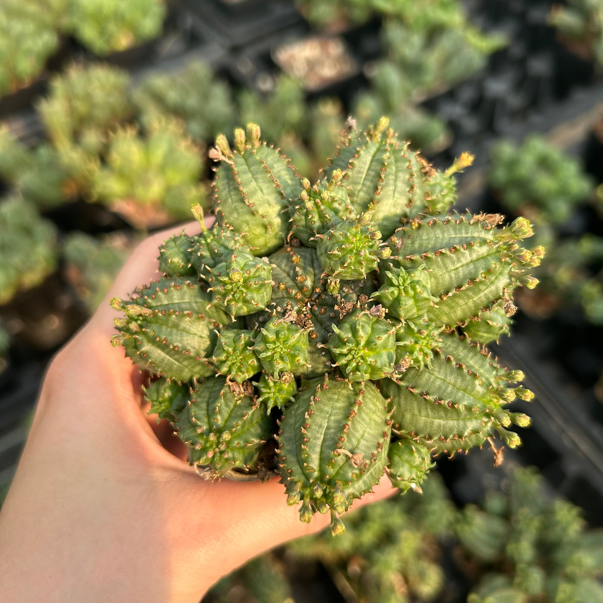 Euphorbia tubiglans hybrid - BotanicalCollector
