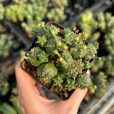 Euphorbia tubiglans hybrid - BotanicalCollector