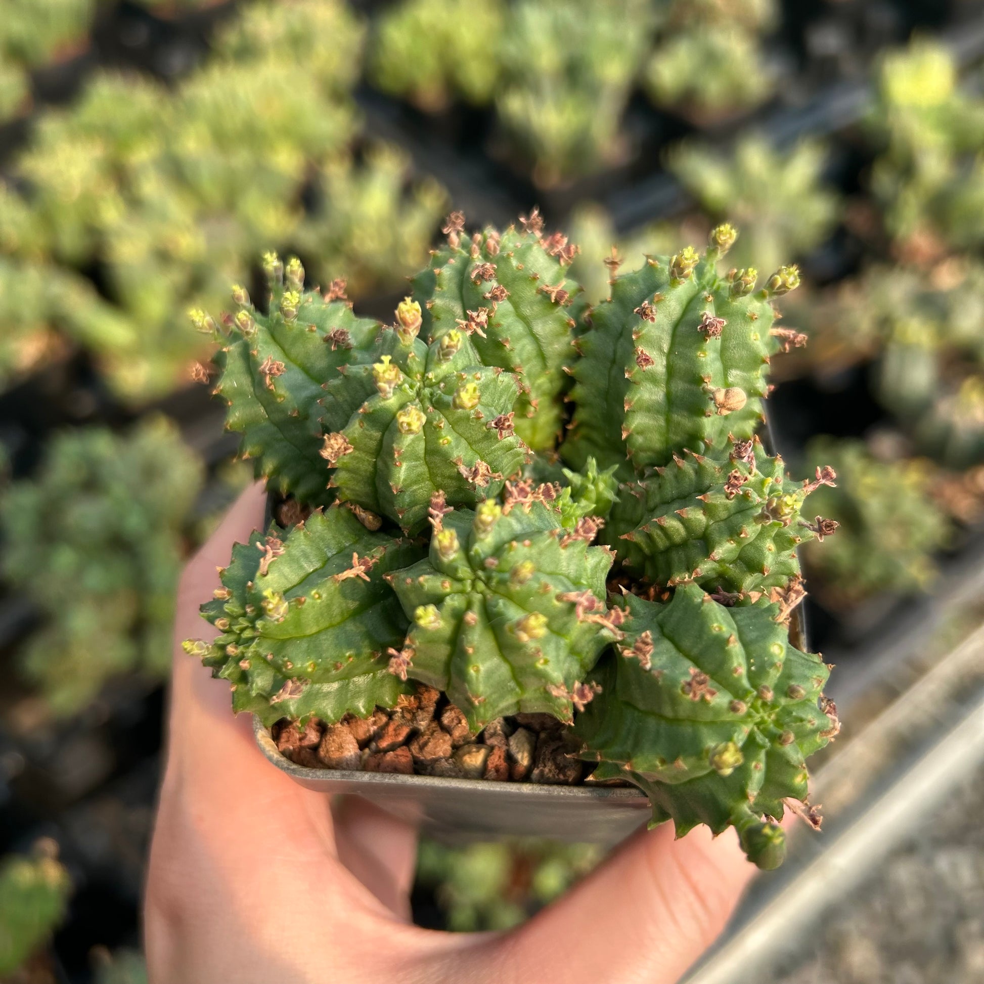 Euphorbia tubiglans hybrid| Seed-grown | W6-7CM