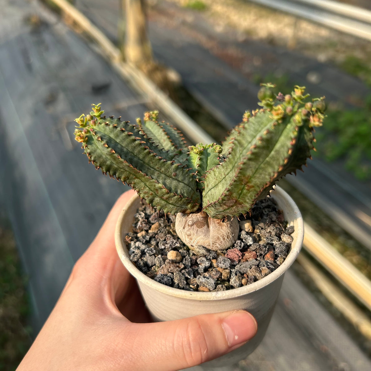 Euphorbia tubiglans - BotanicalCollector