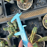 Euphorbia tubiglans - BotanicalCollector