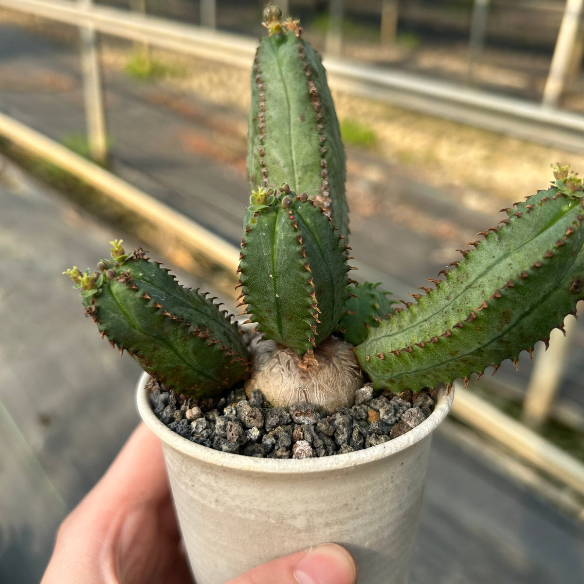 Euphorbia tubiglans - BotanicalCollector