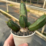 Euphorbia tubiglans - BotanicalCollector