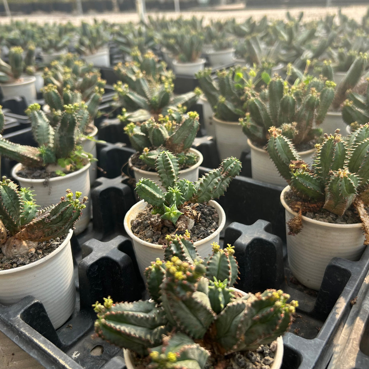 Euphorbia tubiglans - BotanicalCollector