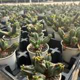 Euphorbia tubiglans - BotanicalCollector