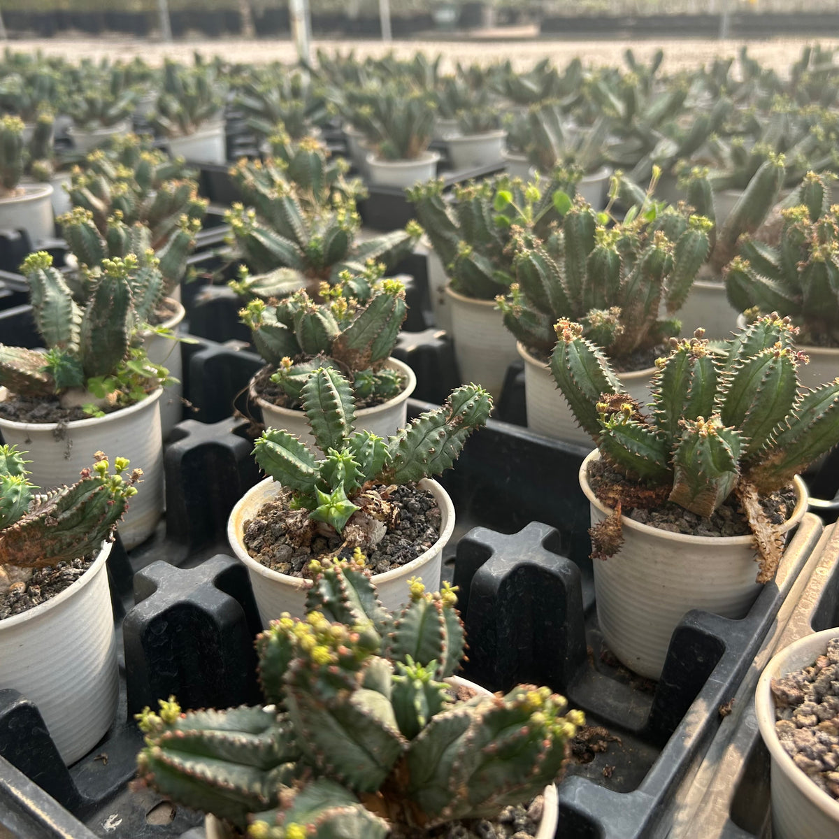 Euphorbia tubiglans - BotanicalCollector