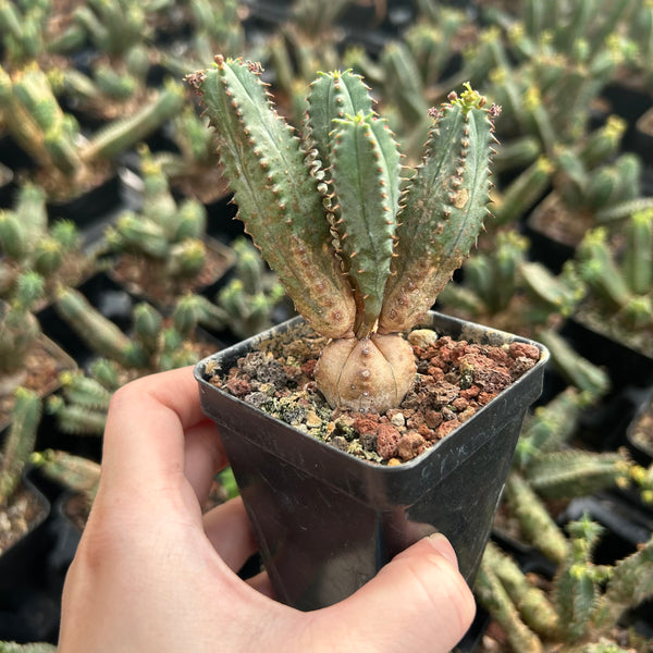 Euphorbia tubiglans  | Seed-grown | W:4-6cm