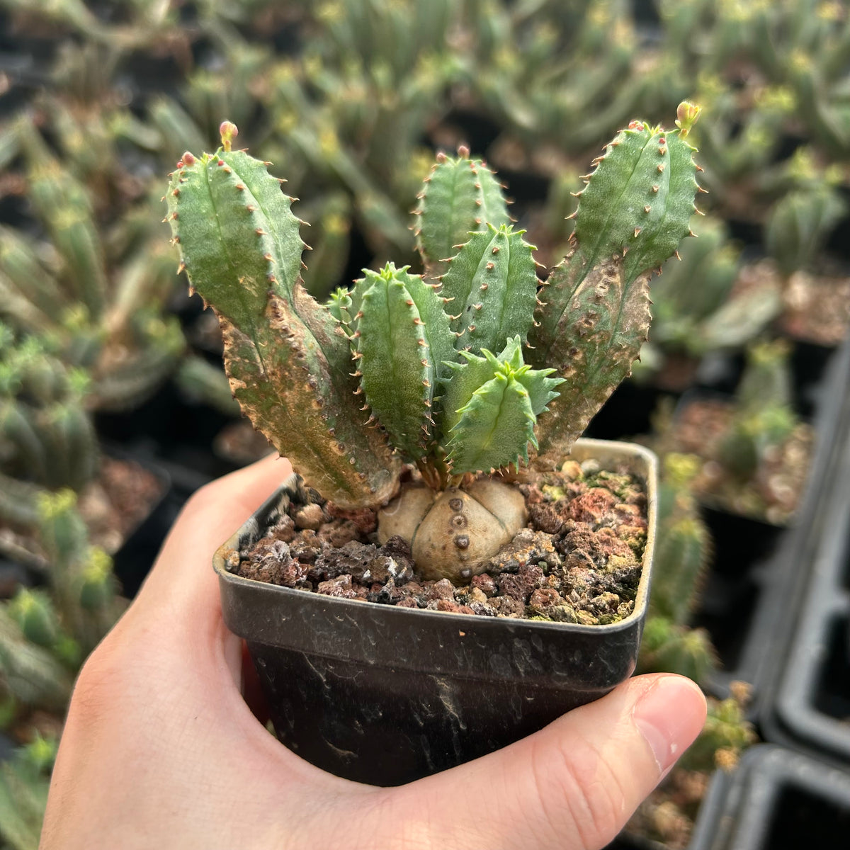 Euphorbia tubiglans - BotanicalCollector