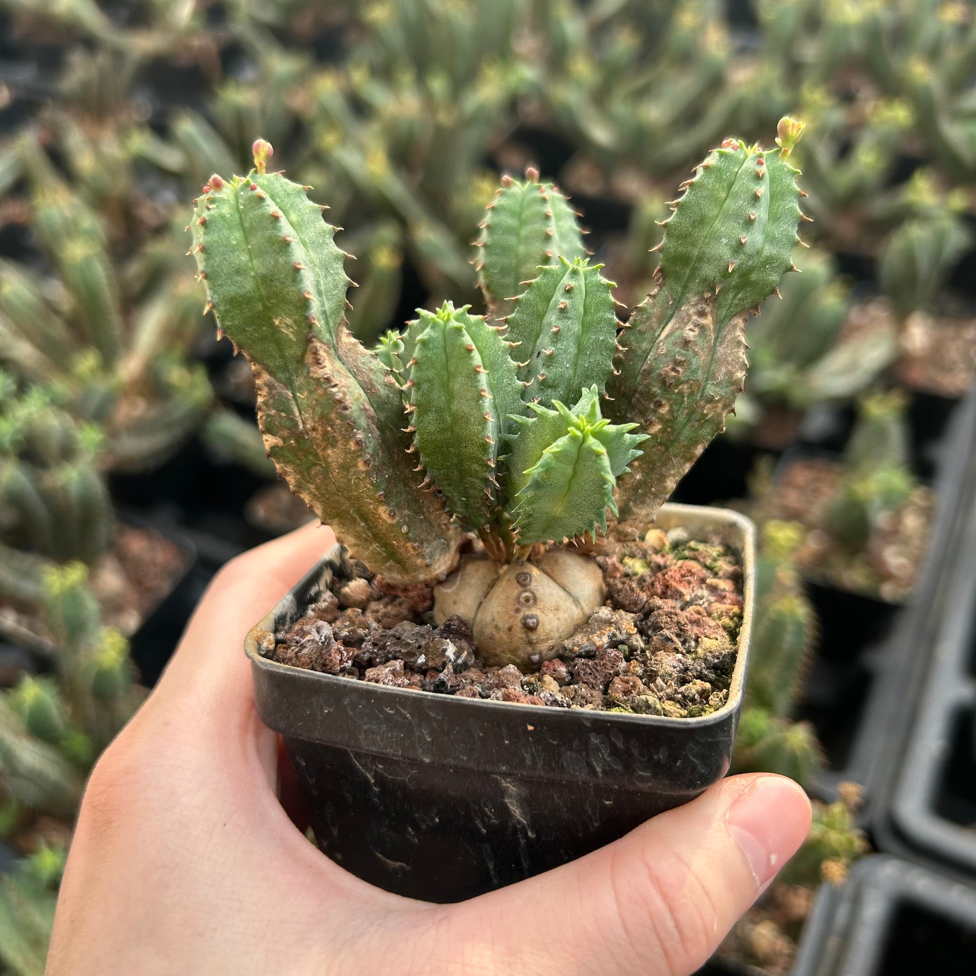 Euphorbia tubiglans  | Seed-grown | W:4-6cm