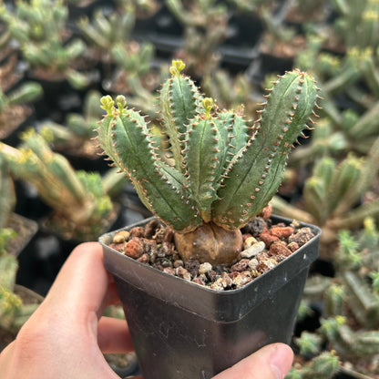 Euphorbia tubiglans  | Seed-grown | W:4-6cm