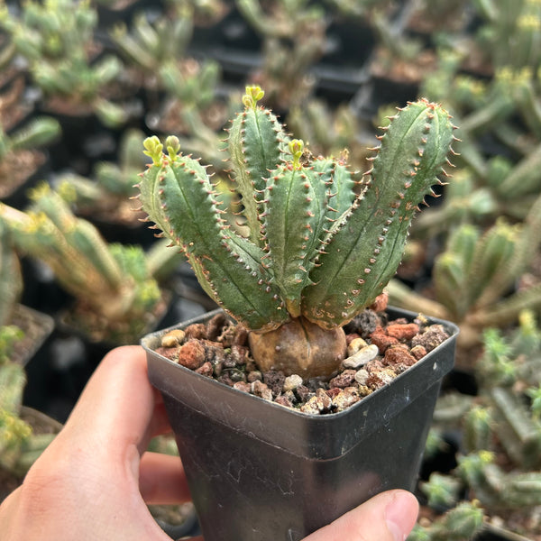 Euphorbia tubiglans Seeds — Euphorbia — 2026 seed listing — 1 Seed — image 2: plant specimen shown as a reference for this seed listing