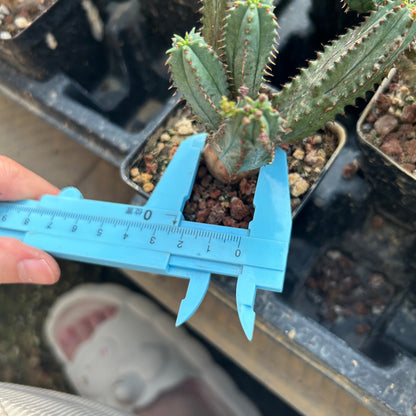 Euphorbia tubiglans  | Seed-grown | W:4-6cm