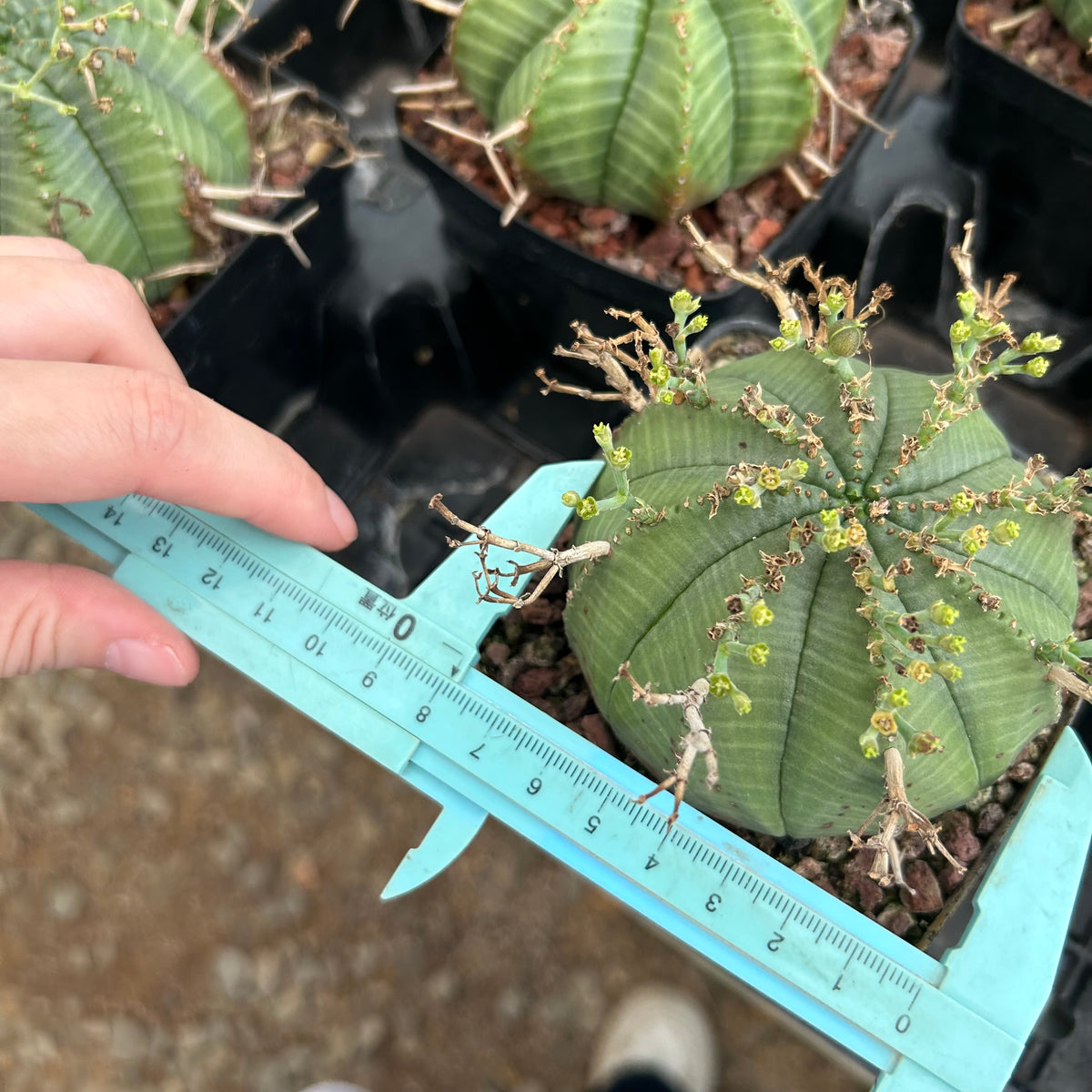 Euphorbia valida