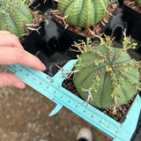 Euphorbia valida