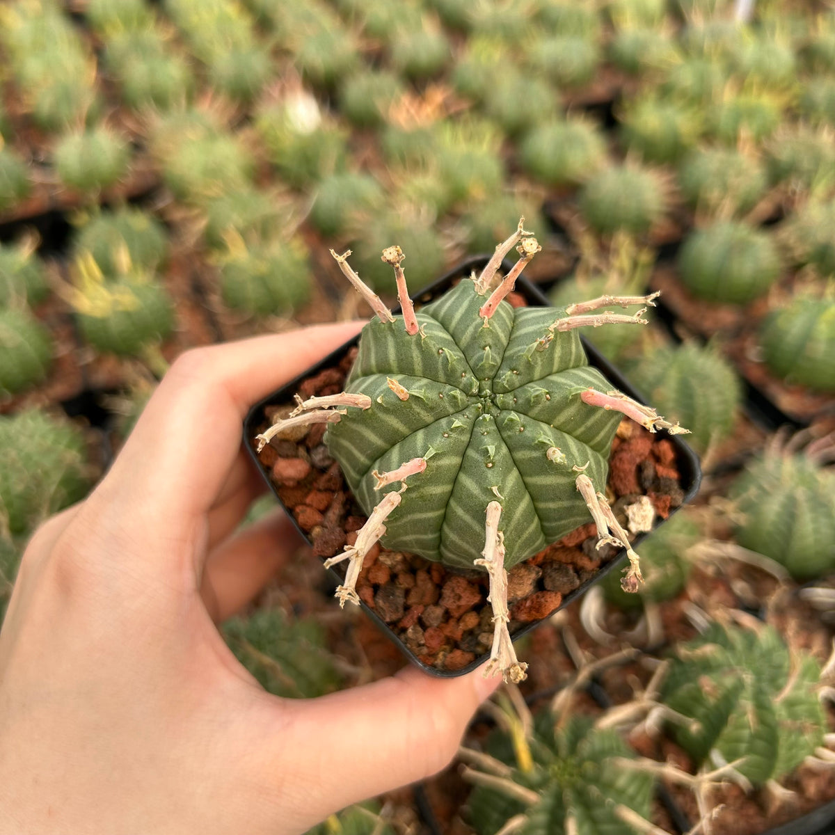 Euphorbia valida - BotanicalCollector