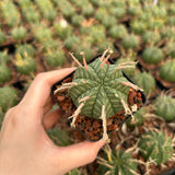 Euphorbia valida - BotanicalCollector