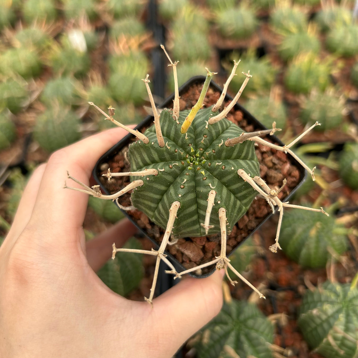 Euphorbia valida - BotanicalCollector