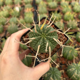 Euphorbia valida - BotanicalCollector