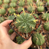 Euphorbia valida - BotanicalCollector