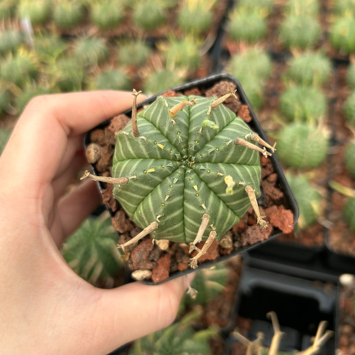 Euphorbia valida - BotanicalCollector