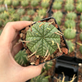 Euphorbia valida - BotanicalCollector