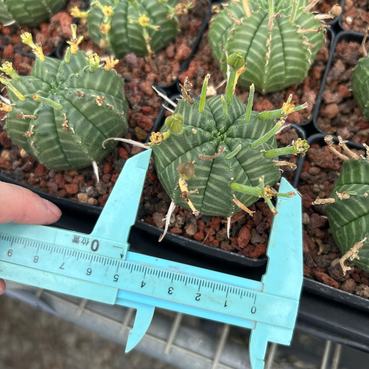Euphorbia valida - BotanicalCollector