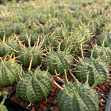Euphorbia valida - BotanicalCollector