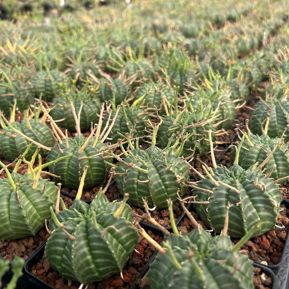 Euphorbia valida - BotanicalCollector