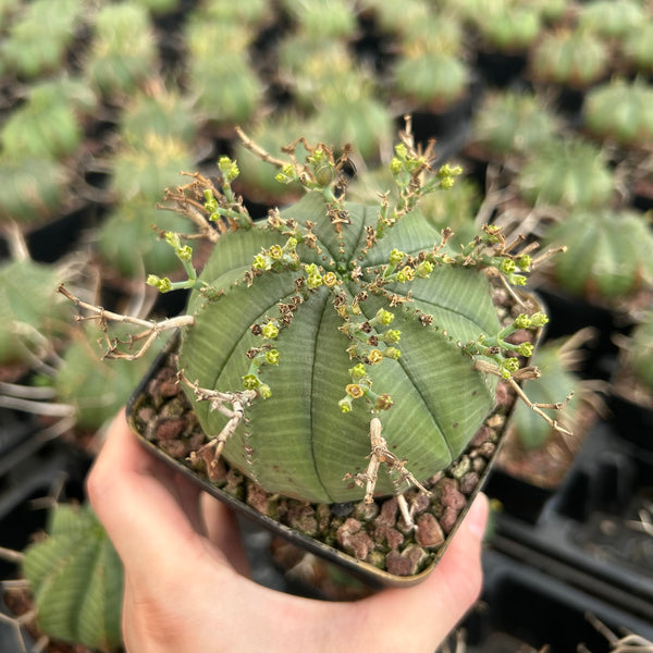 Euphorbia valida | Seed-grown | W6-8CM