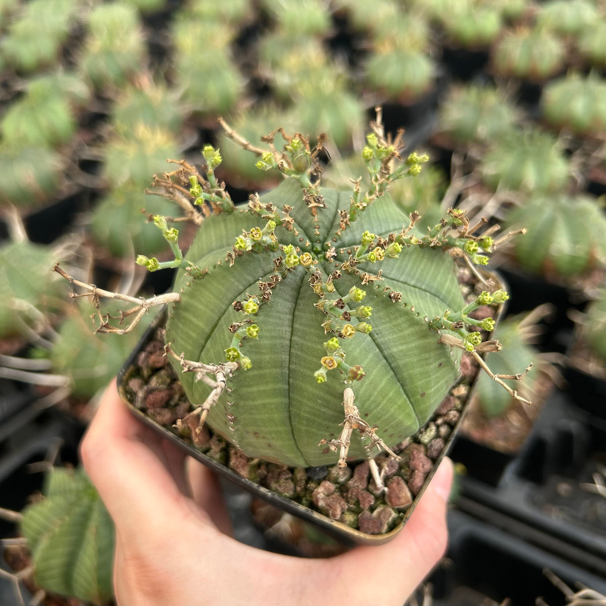 Euphorbia valida