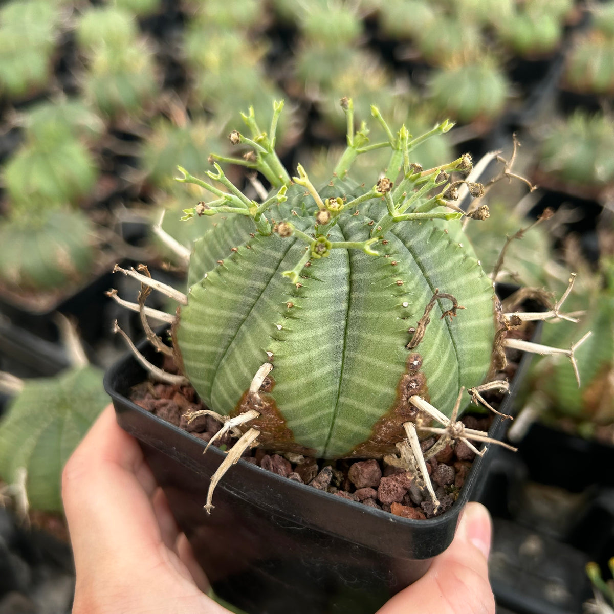 Euphorbia valida