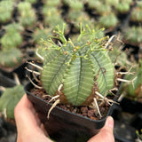 Euphorbia valida