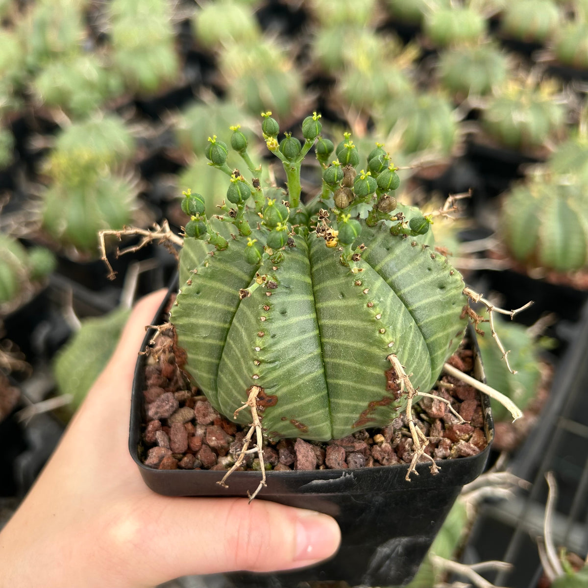 Euphorbia valida