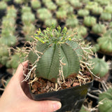 Euphorbia valida