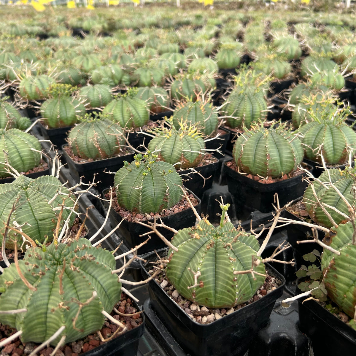Euphorbia valida