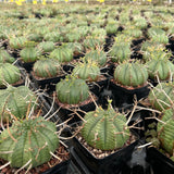 Euphorbia valida