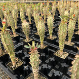 Euphorbia viguieri-Euphorbia-H10cm&H20CM-image-5