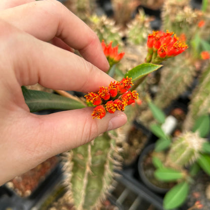 Euphorbia viguieri / Euphorbia bergeri | Seed-grown | H10cm