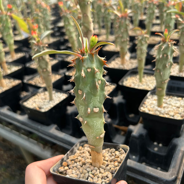 Euphorbia viguieri | Seed-grown | H10cm