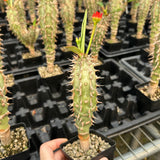 Euphorbia viguieri-Euphorbia-H10cm&H20CM-image-10