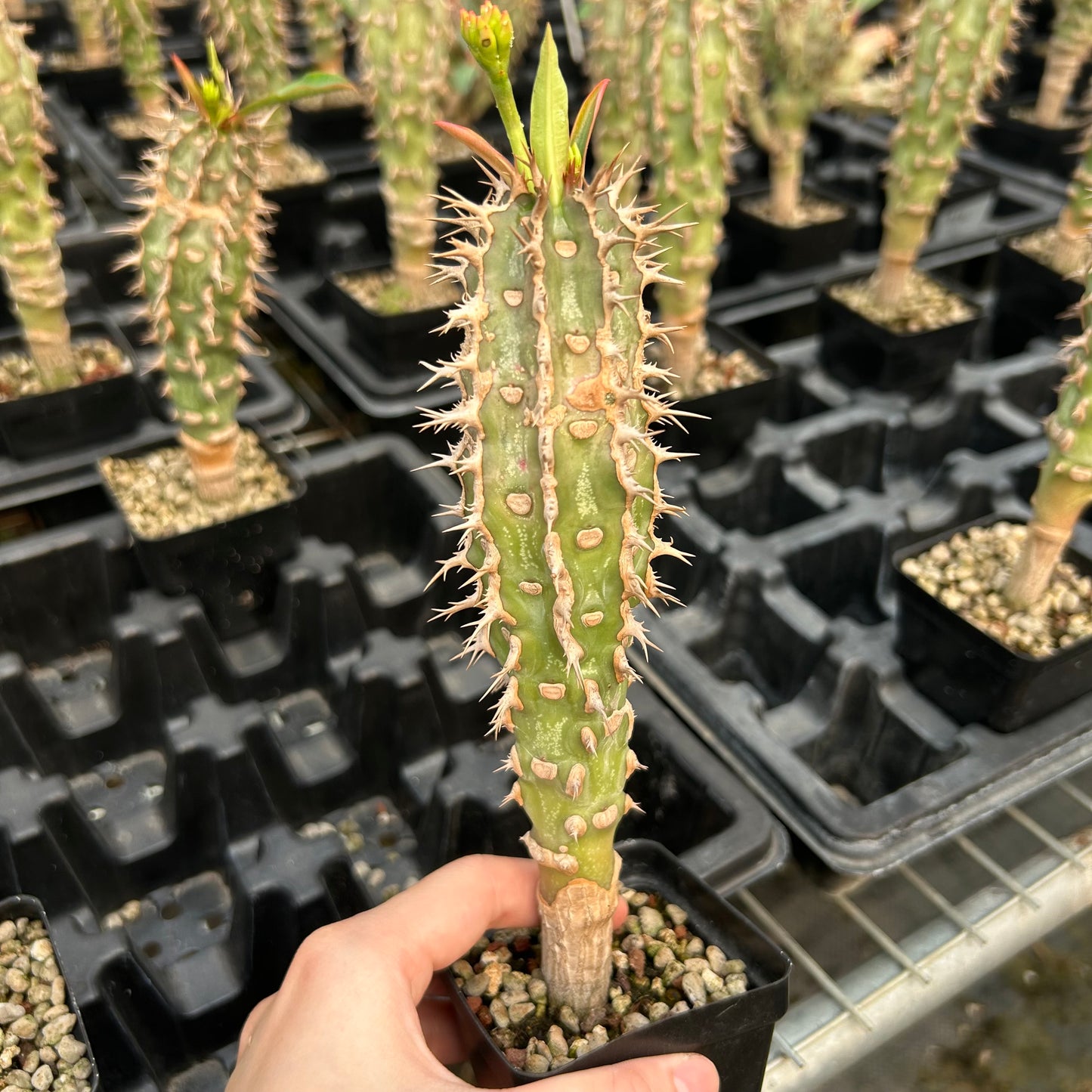 Euphorbia viguieri | Seed-grown | H20cm