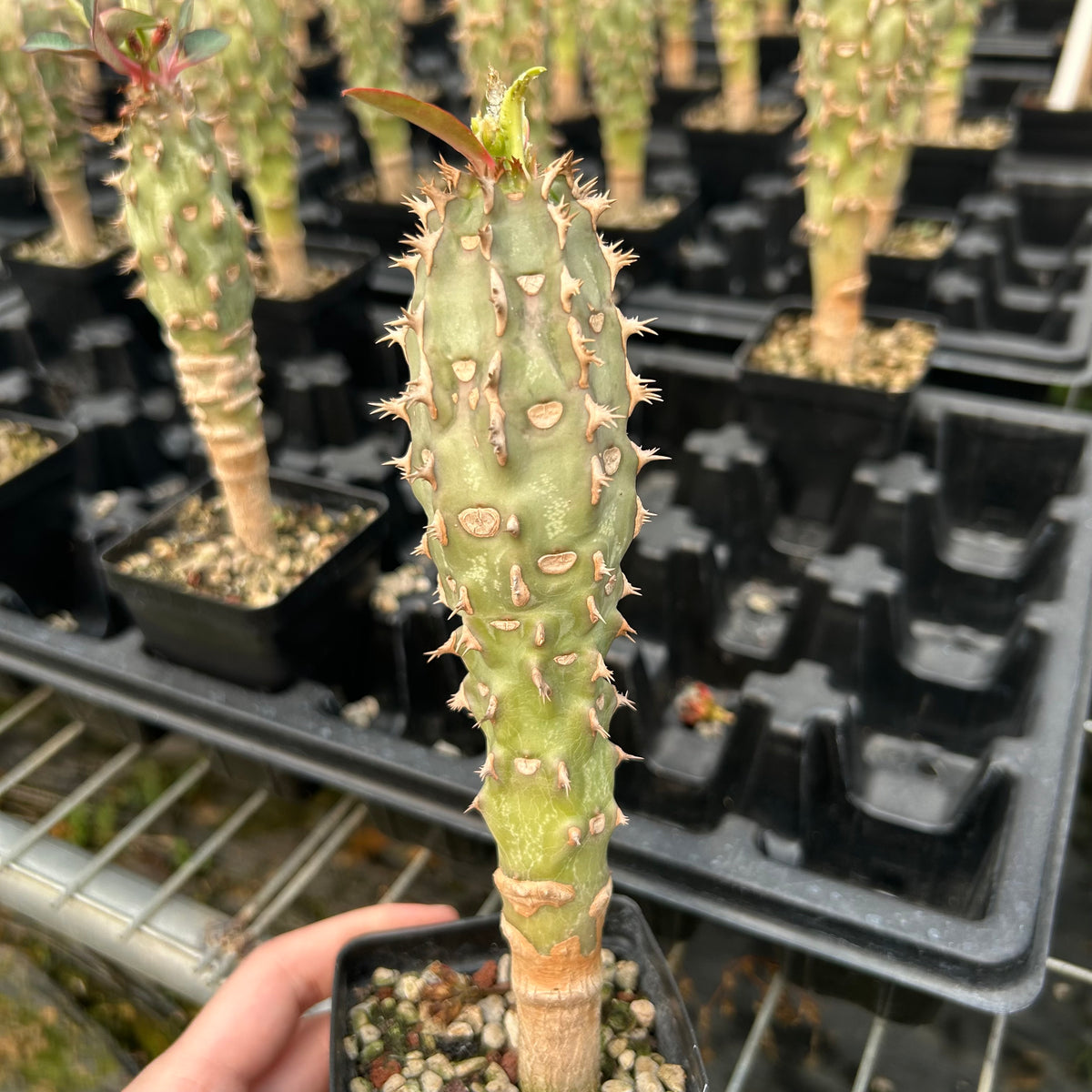 Euphorbia bergeri